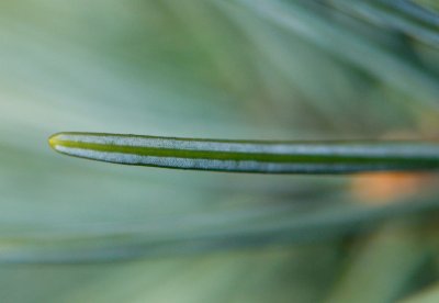 Picea breweriana - smrk brewerův - jehlice